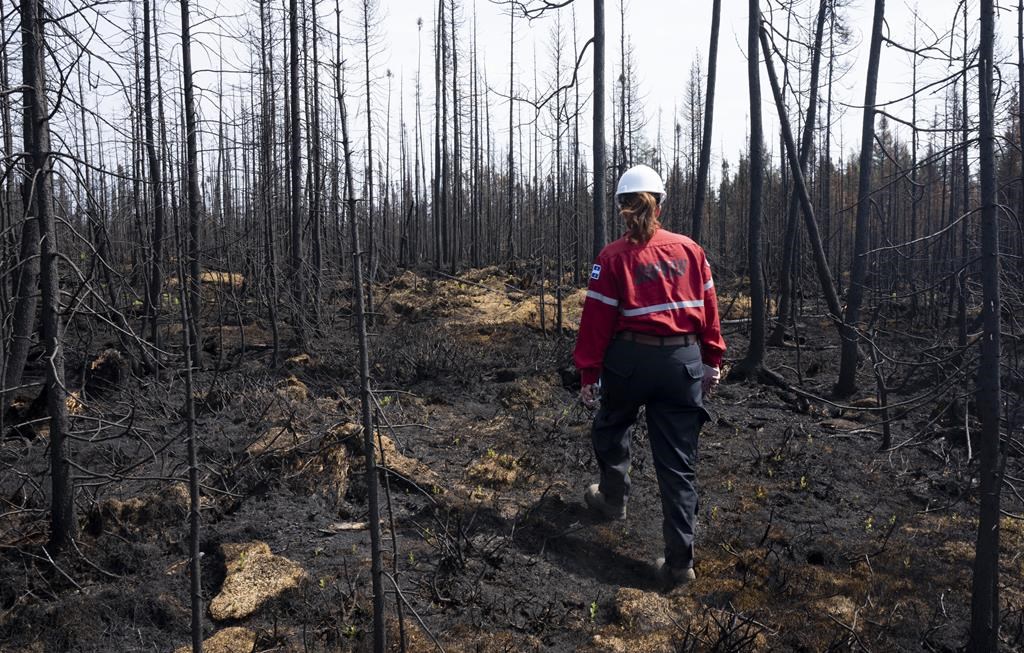 Ottawa pledged 2 billion new trees, Quebec wants to cut some down after historic wildfires