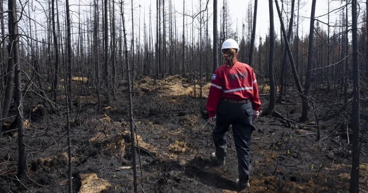 Отава обеща 2 милиарда нови дървета, Квебек иска да изсече някои след исторически горски пожари