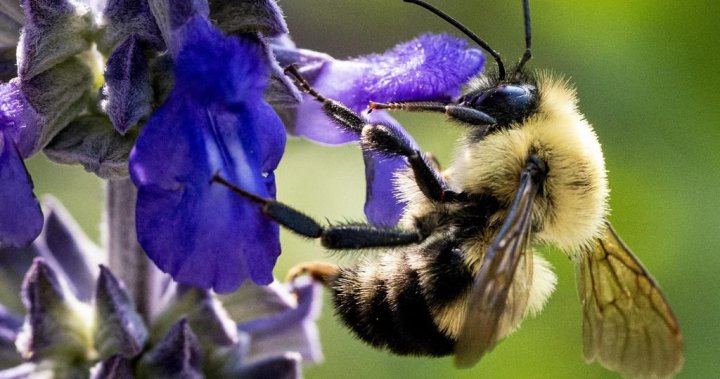 2022年萨斯喀彻温省蜜蜂群体损失超过30%