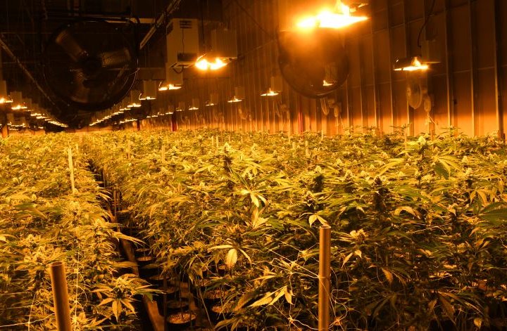 Police seize $100M of cannabis during shutdown of illegal grow op in Ontario