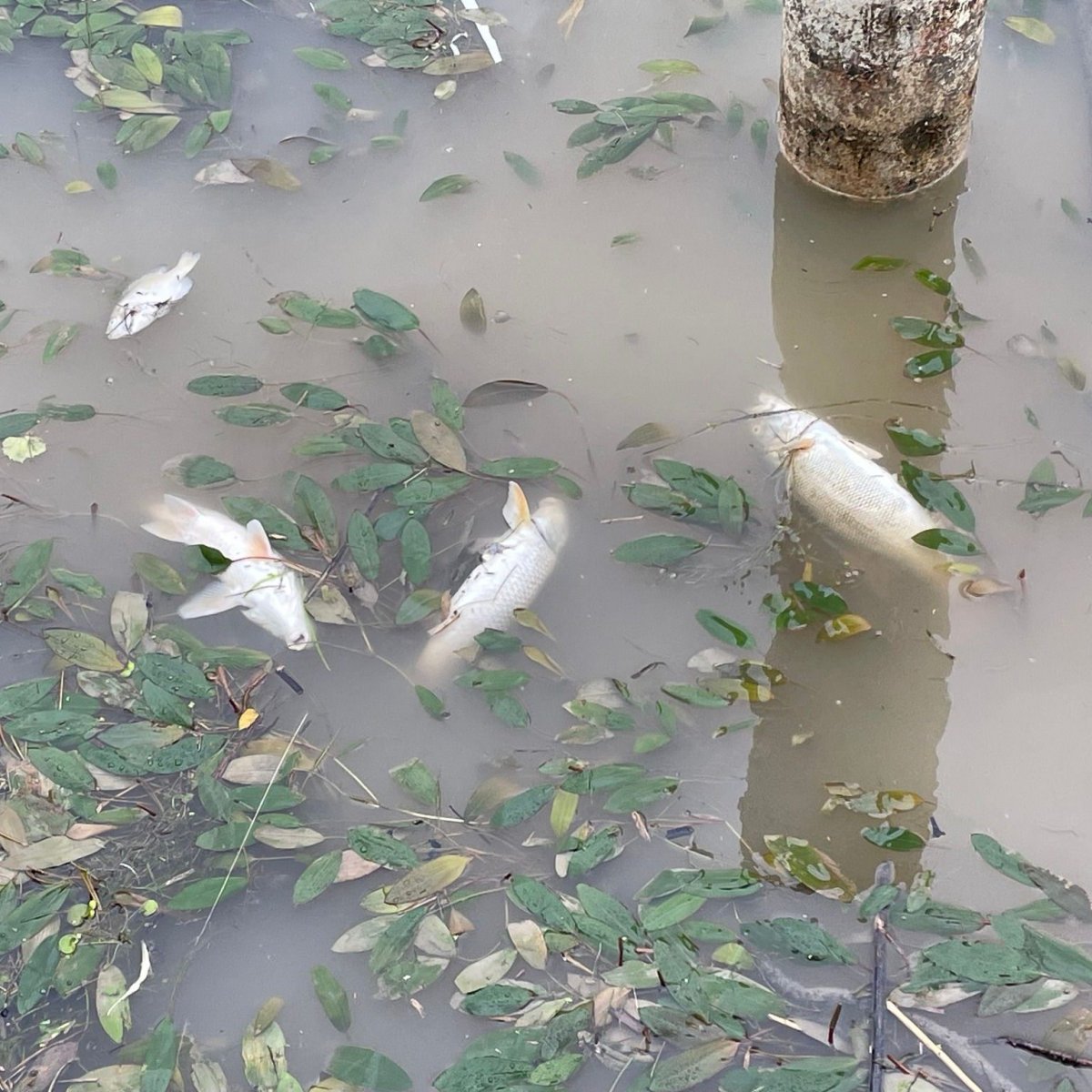 Agencies say the cause of the fish die-off is likely natural. 