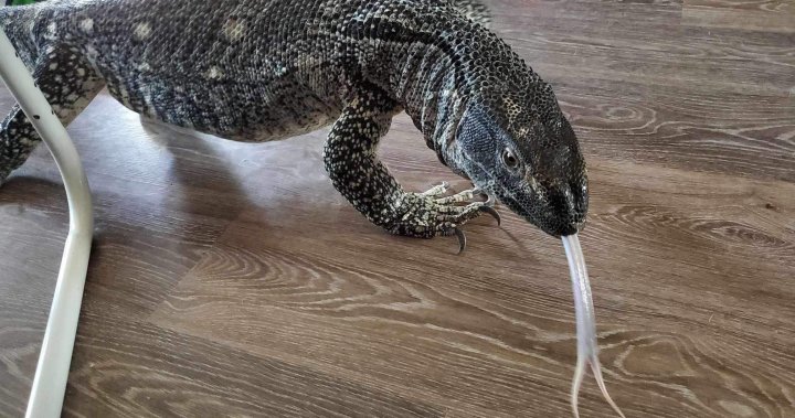 Have you seen this 6-feet-long lizard in Calgary?