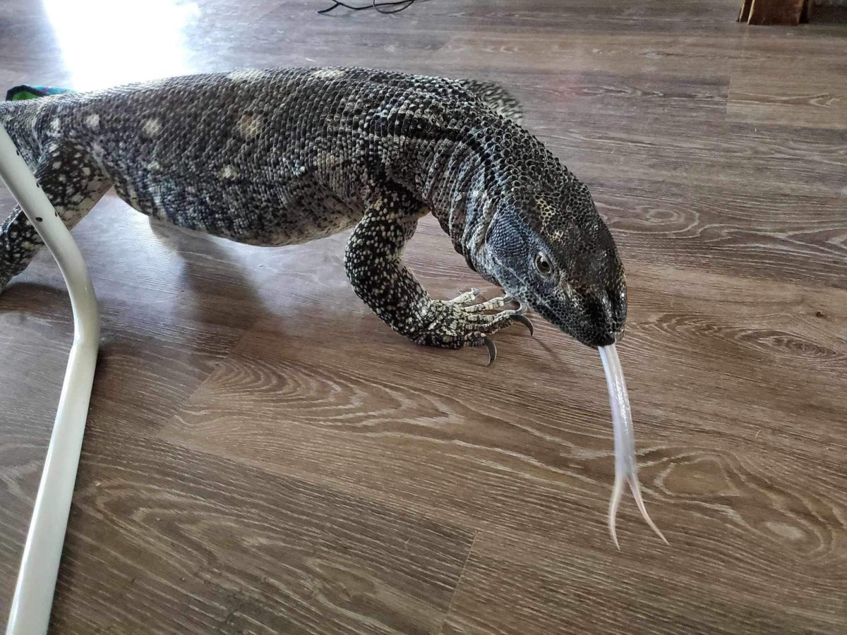 A picture of Lucius, a missing six-feet-long black-footed monitor lizard in Calgary.