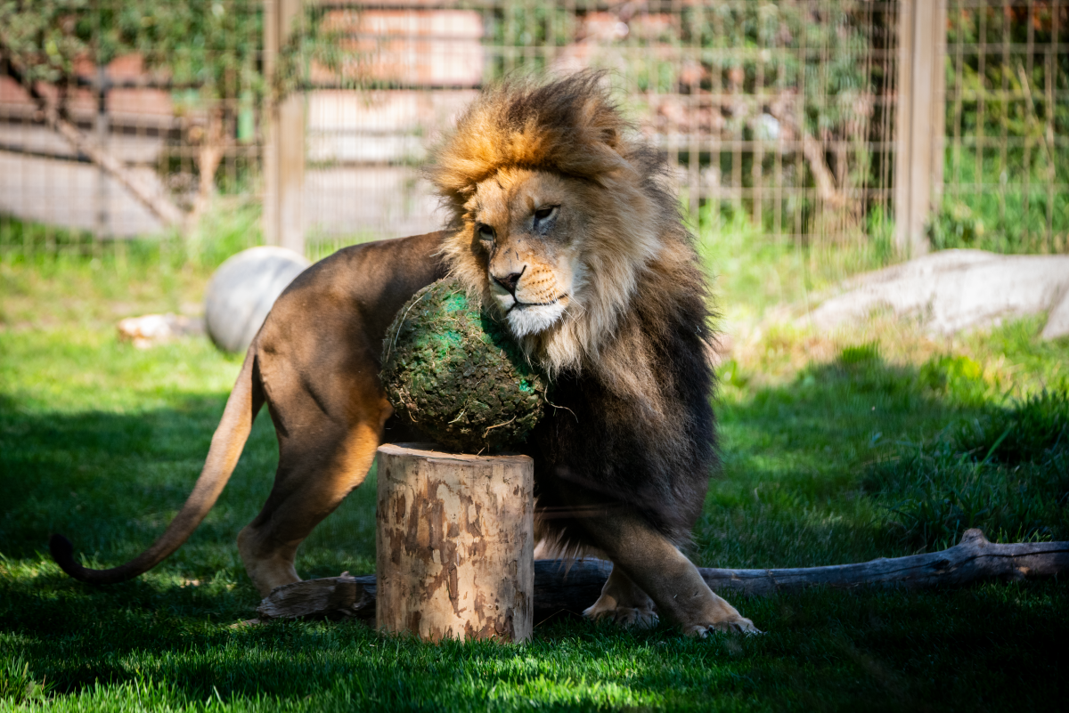 Aslan, a 12-year-old African lion at the Calgary Zoo, is seen in an August 2021 supplied photo.