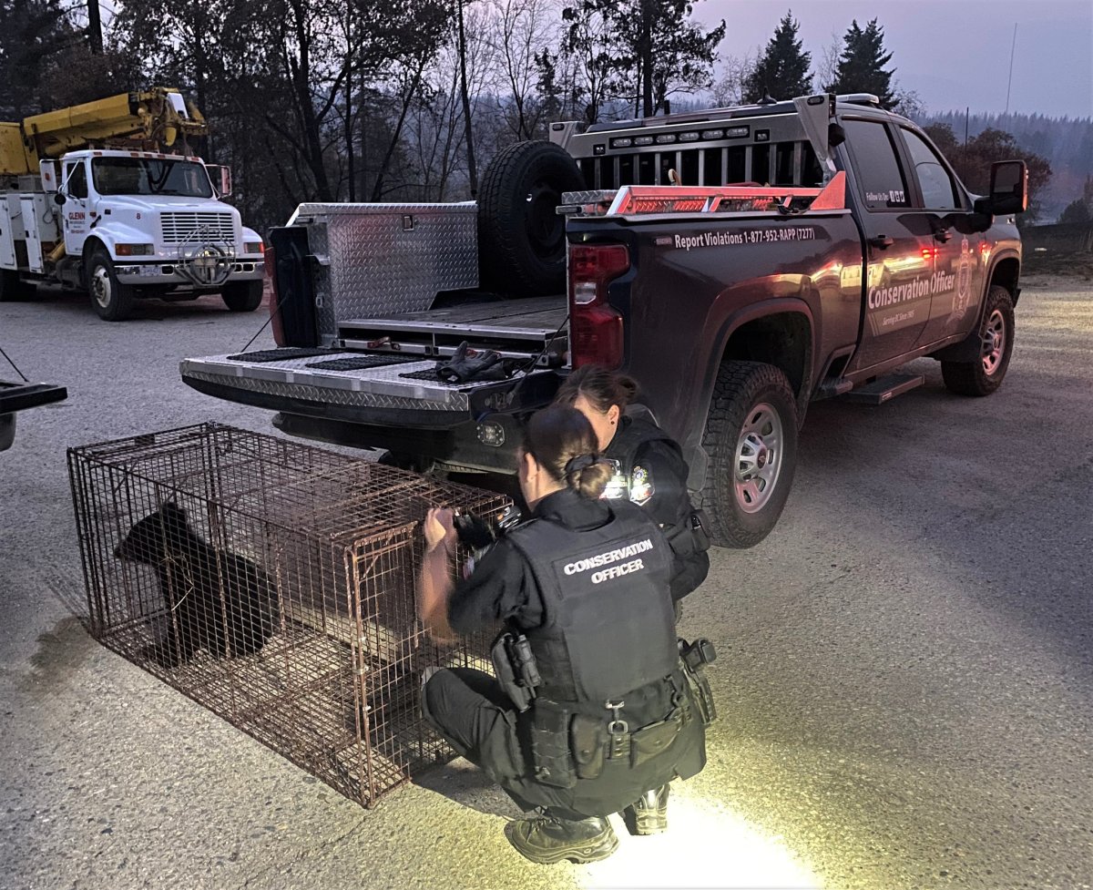 One of two orphaned black bear cubs injured in the Shuswap area wildfires is on the mend, thanks to the help from some human neighbours.