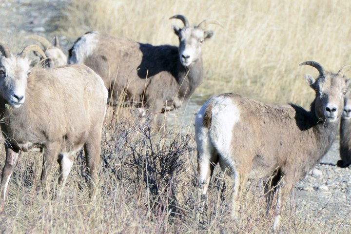 Bighorn sheep advocates on both sides of border working to combat mange outbreak