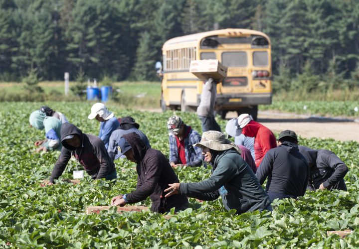 Mexican and Guatemalan workers pick strawberries at a farm in this file photo.