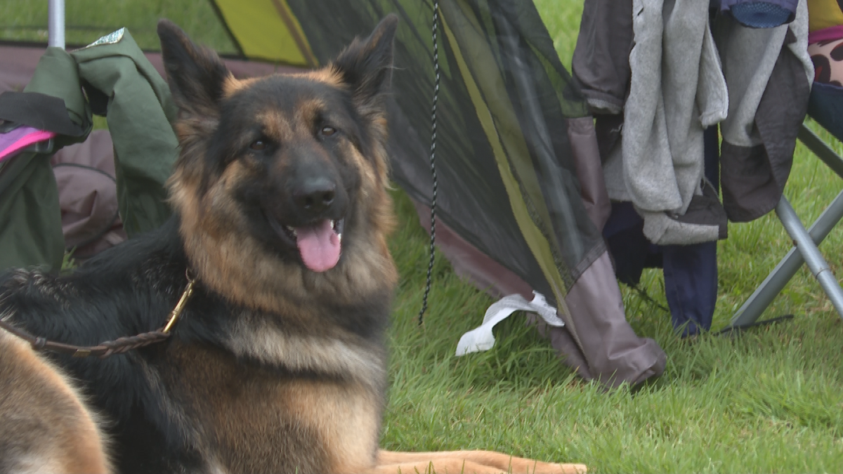 The 2023 German Shepherd Competition and Sieger Show was held in Saint John this weekend.