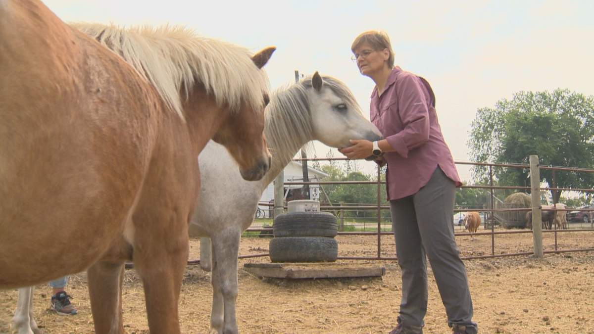 Symatree Farm owner and founder Kathy Asseiro says 18 of the 21 horses and ponies at the farm are rescues.