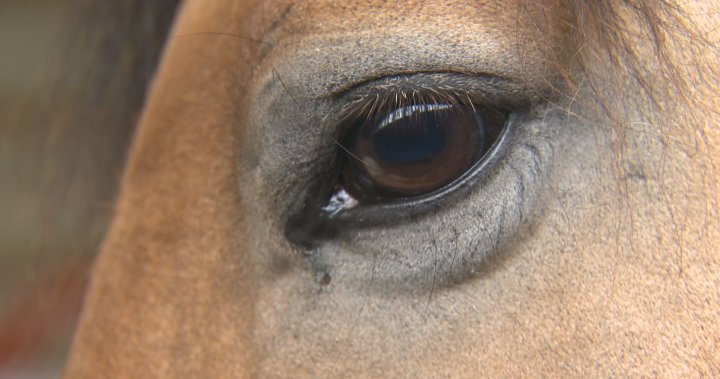 Провинция конфискува животни от резерват за спасяване на коне в Манитоба