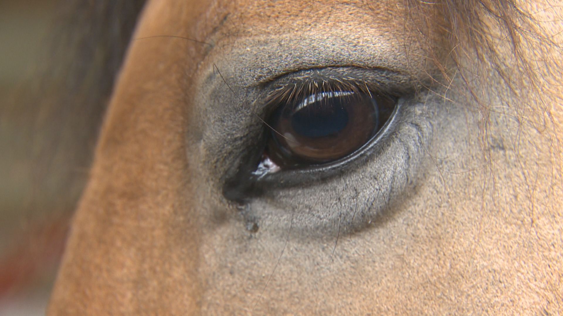 Province seizes animals from Manitoba horse rescue, sanctuary