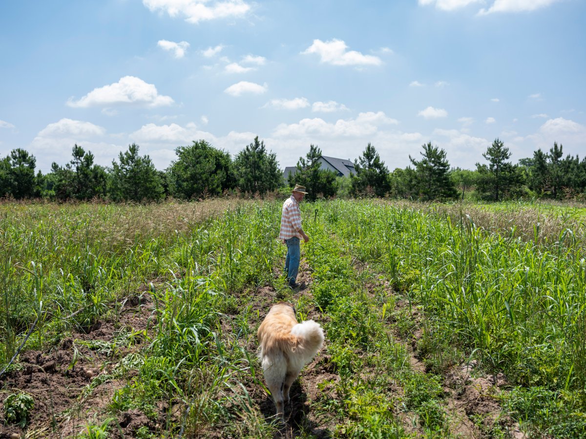 File - farmer walks through field with his dog in Bastrop County, Texas.