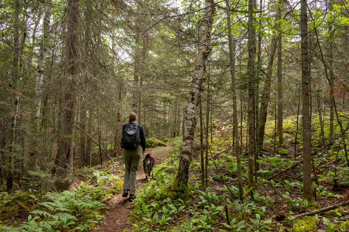 A hiker and a dog in a forest.