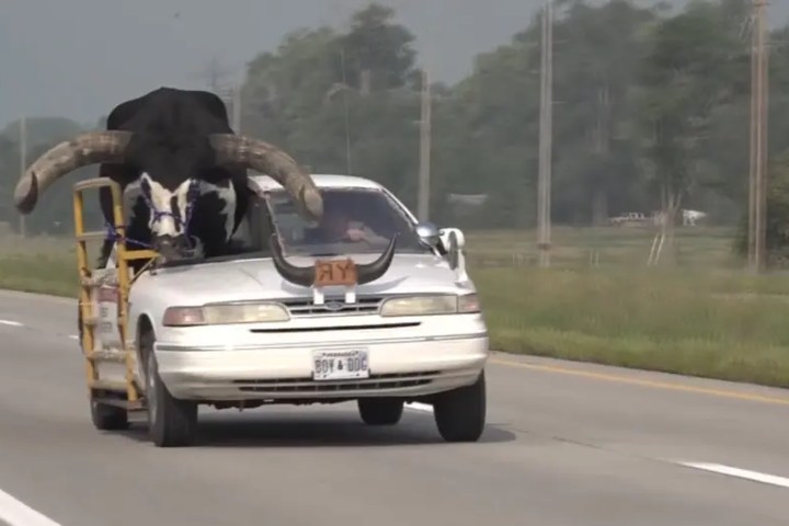 Car with giant bull named Howdy Doody riding shotgun pulled over in Nebraska - Vimarsana News