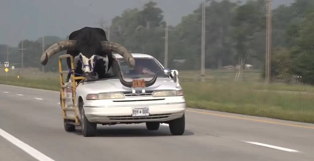 Car with giant bull named Howdy Doody riding shotgun pulled over in Nebraska - Vimarsana News