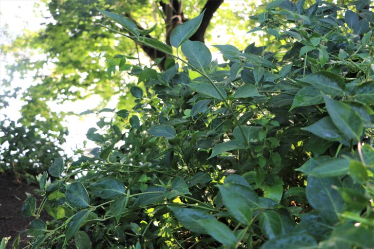A photo of dog-strangling vine.