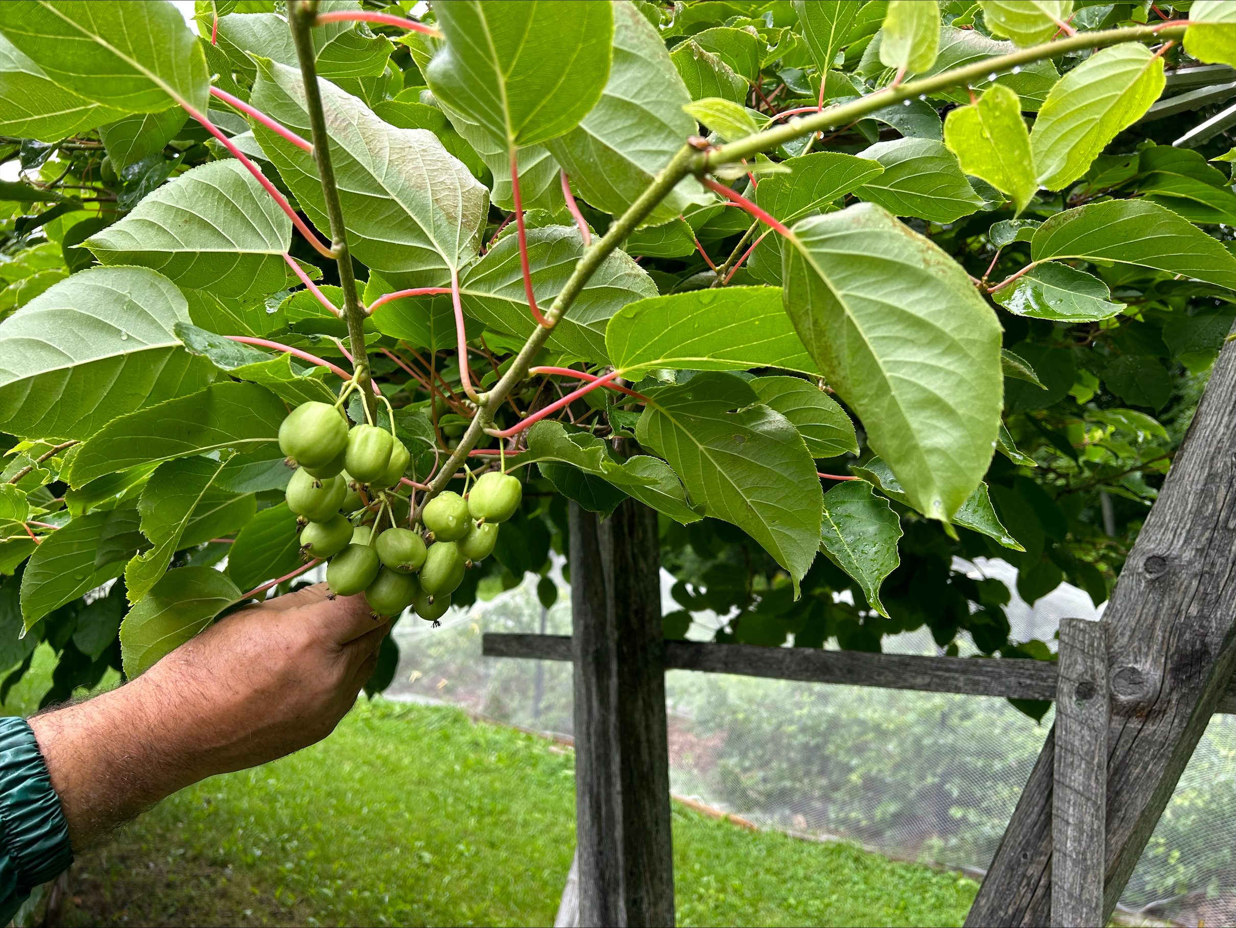 Ten years after planting kiwis, Quebec family sees fruits of their labour – Montreal | 24CA News