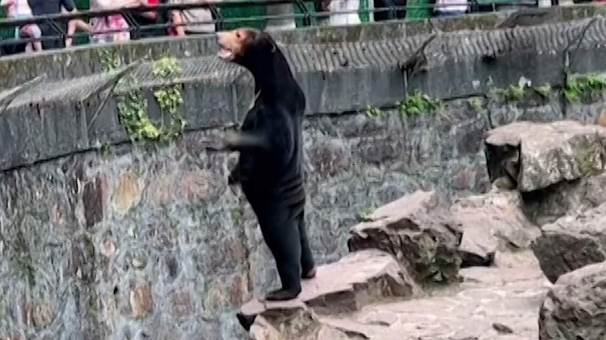 A screengrab of a viral video showing a sun bear in a zoo in China, which sparked debate about whether the bear was real or a human in a costume.