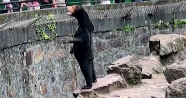 Is that a human in costume? Chinese zoo insists its sun bear is real