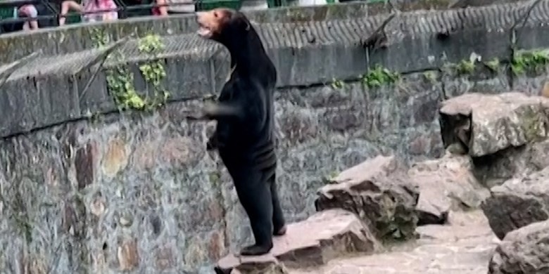 Is that a human in costume? Chinese zoo insists its sun bear is real