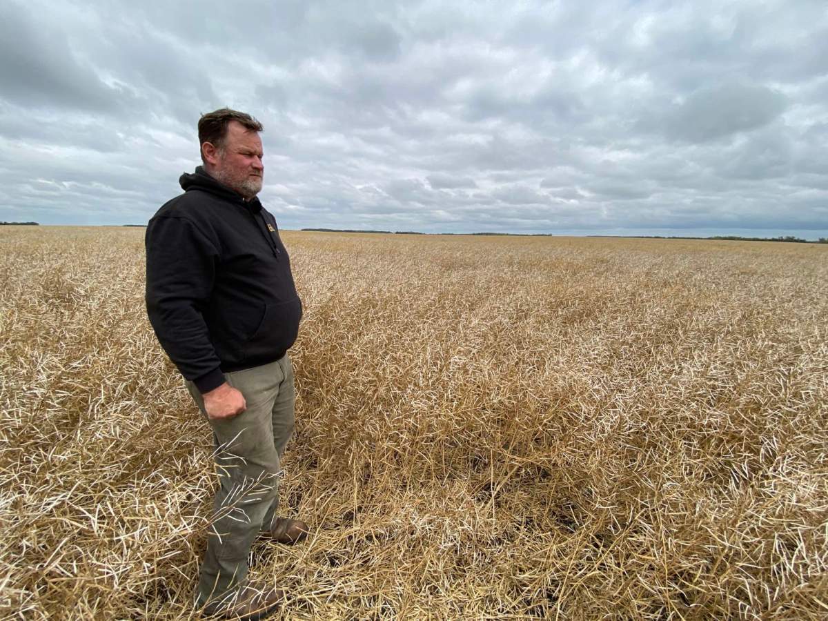 In some parts of McRae’s field, his yield will be less than half of what it usually is.