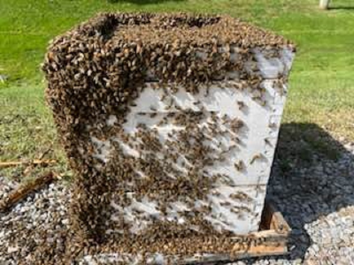 Crews cleanup after a large load of bees fell off a truck in Burlington on Aug. 30, 2023.