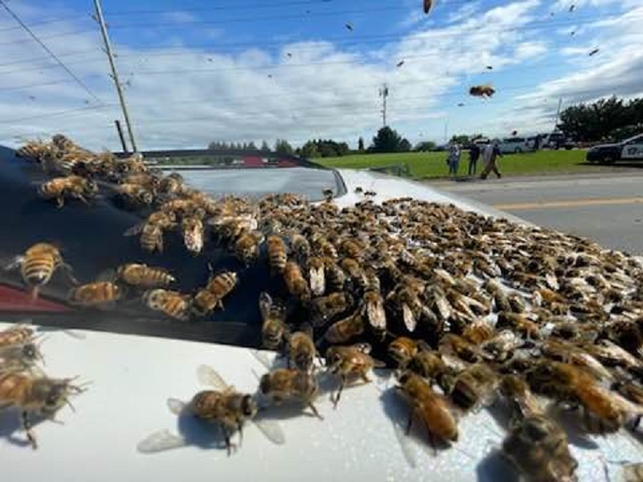 Load of 5 million bees falls off truck in Burlington, Ont., police issue  warning | Globalnews.ca