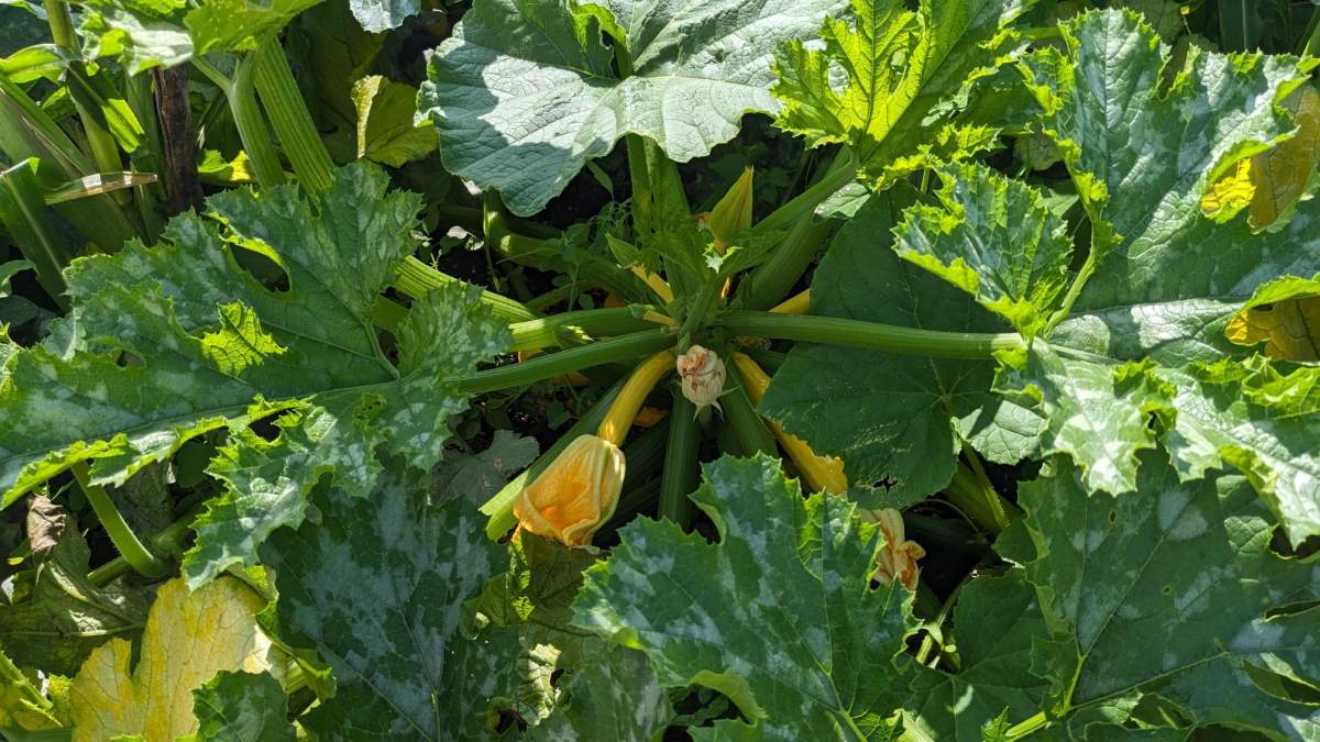 Permaculture focus on adapting a garden to natural cycles.