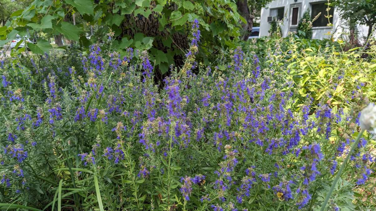 Michael Thys says he and Monika have been rewarded 10-fold on the effort they’ve put into their garden.