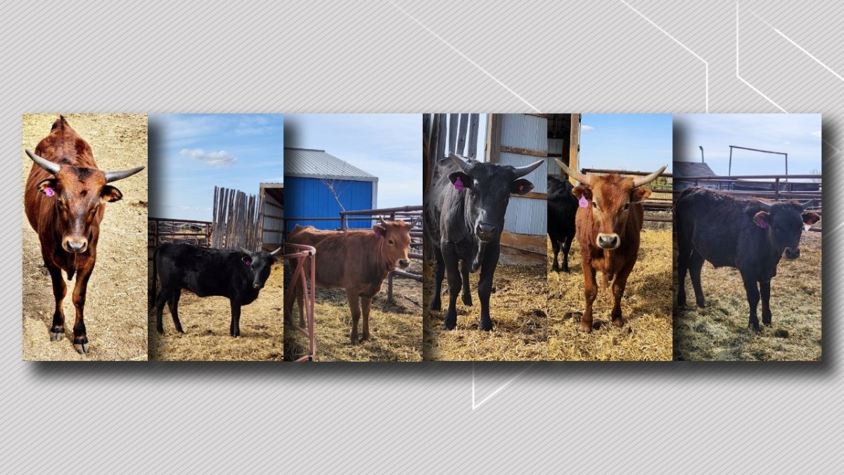 Six longhorn steers and heifers were stolen from from a pasture near Highway 564 and Range Road 262, about 25 kilometres east of Calgary, on either the evening of Tuesday, Aug.22  or the morning of Wednesday, Aug. 23, 2023.