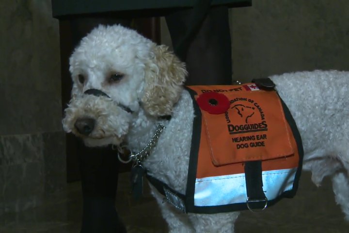 Quill, the first service dog recognized in the Alberta legislature, dies