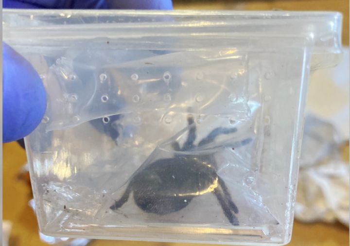 The Canada Border Services Agency says officers discovered two live tarantulas hidden inside plastic containers at the Edmonton International Airport earlier this year.