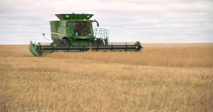 Saskatchewan harvest almost over, nearly 70 per cent of crops in the bin