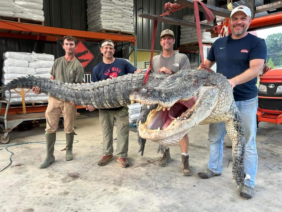 Mississippi hunters pose with their record-breaking alligator trophy.