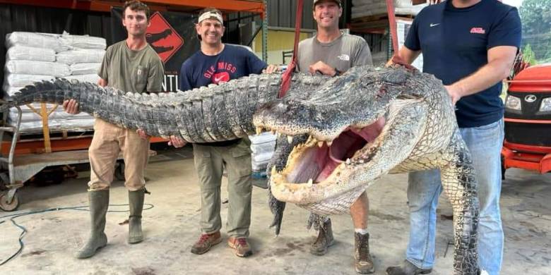 Alligator hunters break record with massive, 14-ft.-long Mississippi monster