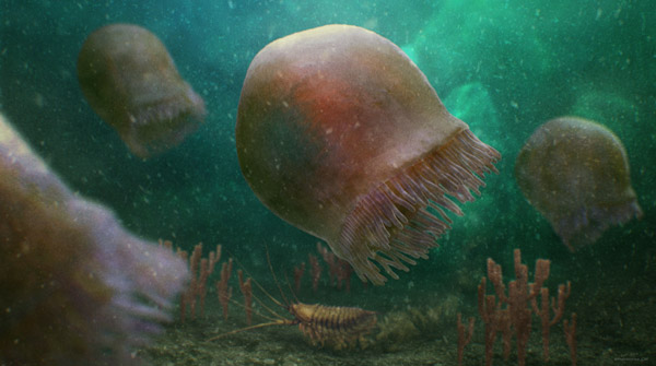 An artist's rendering of a group of Burgess Shale jellyfish.