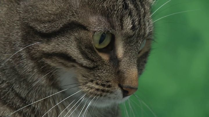 Edmonton's humane society supporting evacuated Fort McMurray pet owners - Edmonton - Vimarsana News