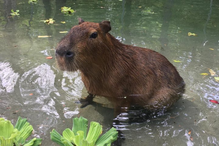 Pablo the capybara dies at the Peterborough Riverview Park and Zoo