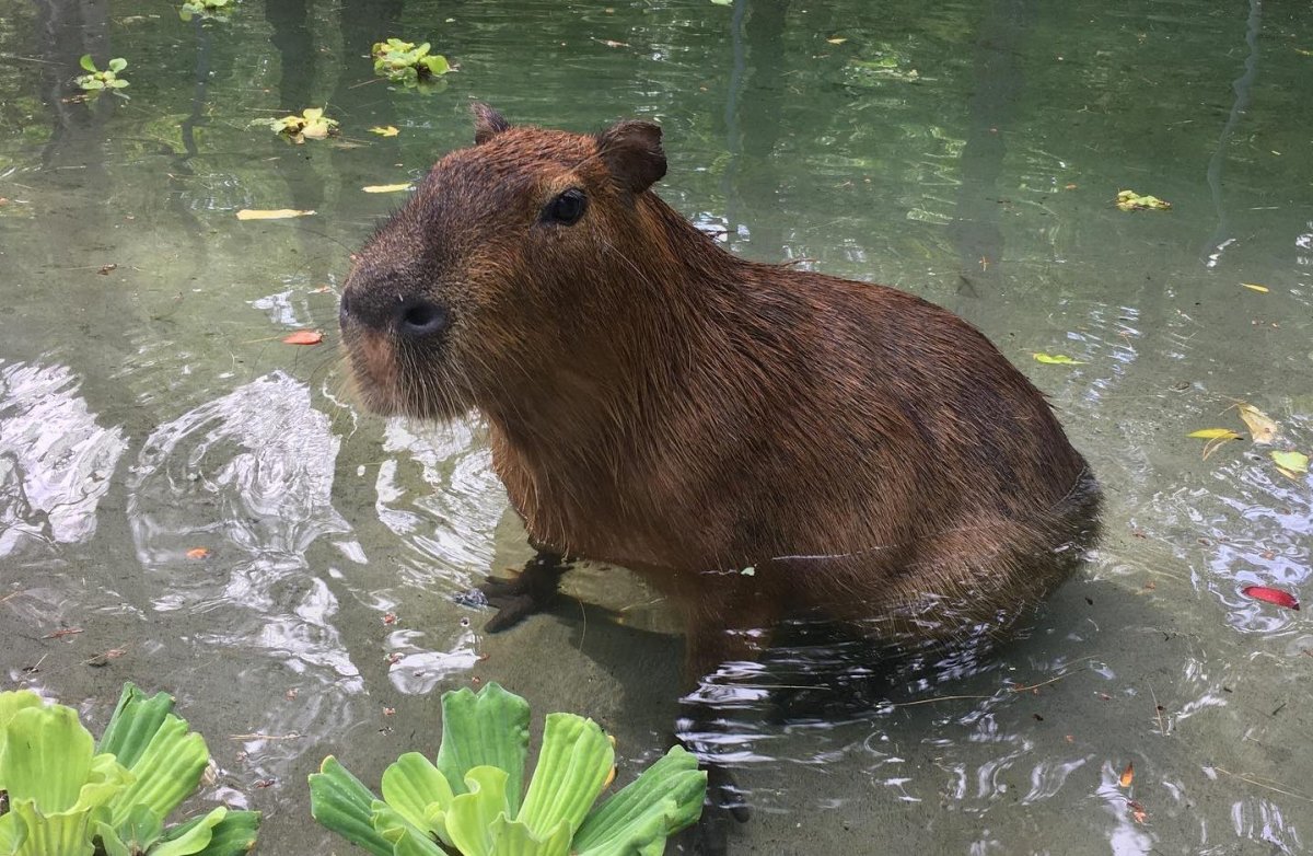 Pablo, a 10-year-old capybara, died on Aug. 29 at the Riverview Park and Zoo in Peterborough, Ont. The animal had been at the zoo since 2015.