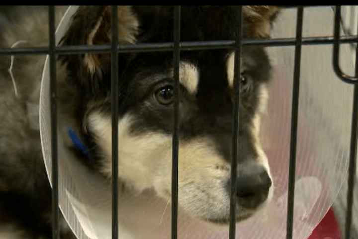 Animal surrenders increasing across Alberta; Edmontonians asked to care for dogs