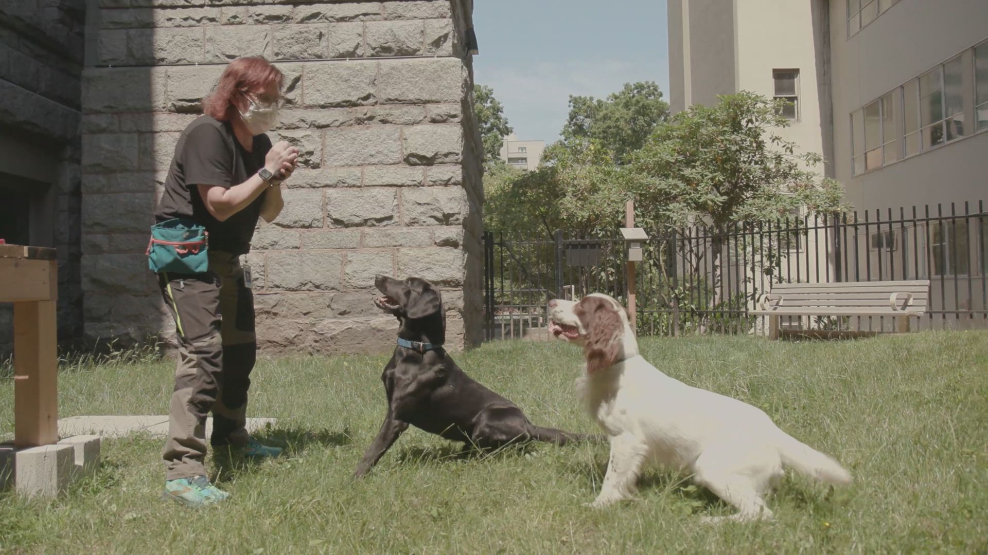 Dogs have nose for COVID-19, studies show. Why aren’t they used for testing? – National | 24CA News