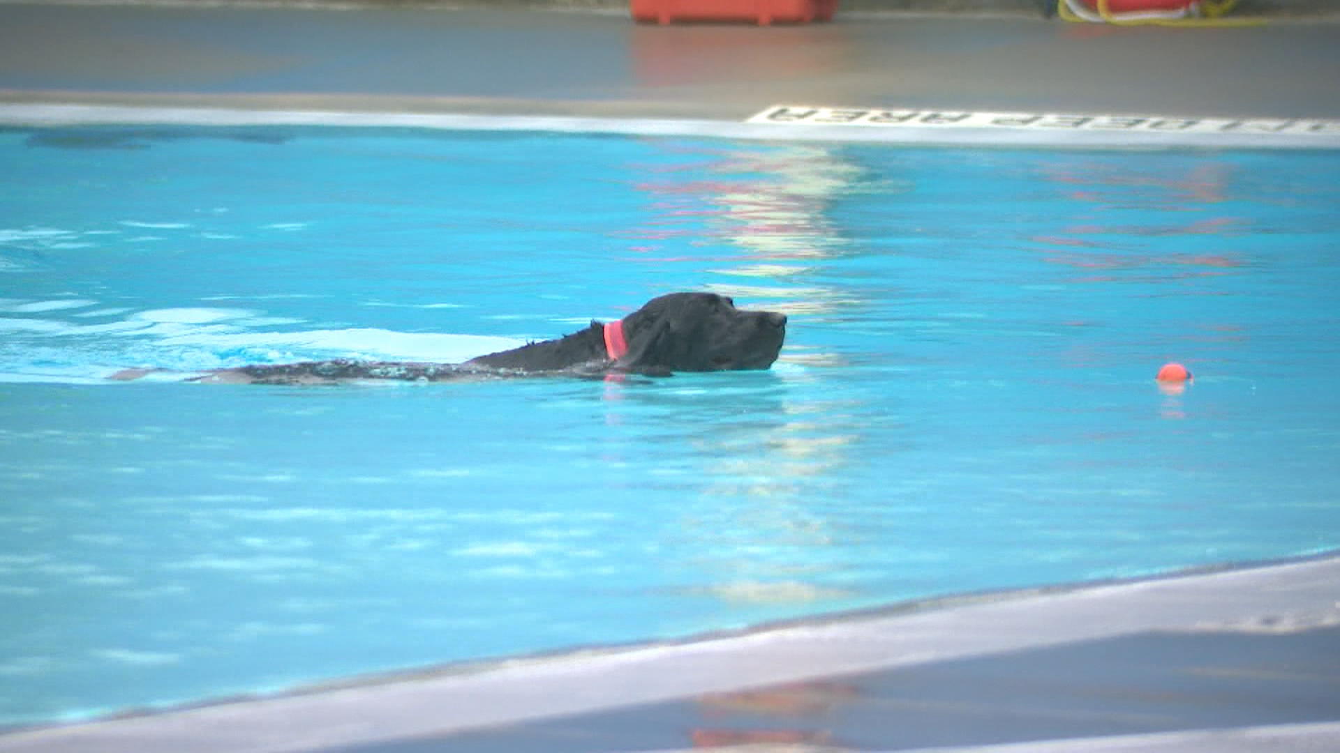 Pups splash in Saskatoon Mayfair Outdoor Pool on Tuesday for Dog Day of Summer – Saskatoon | 24CA News