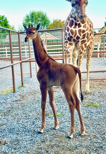 The spotless baby giraffe, who is yet to be named, looks very different from her spotted mother.