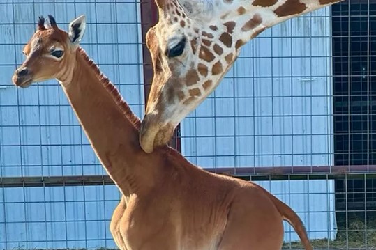 A freshly born spotless giraffe might be the only one in the world