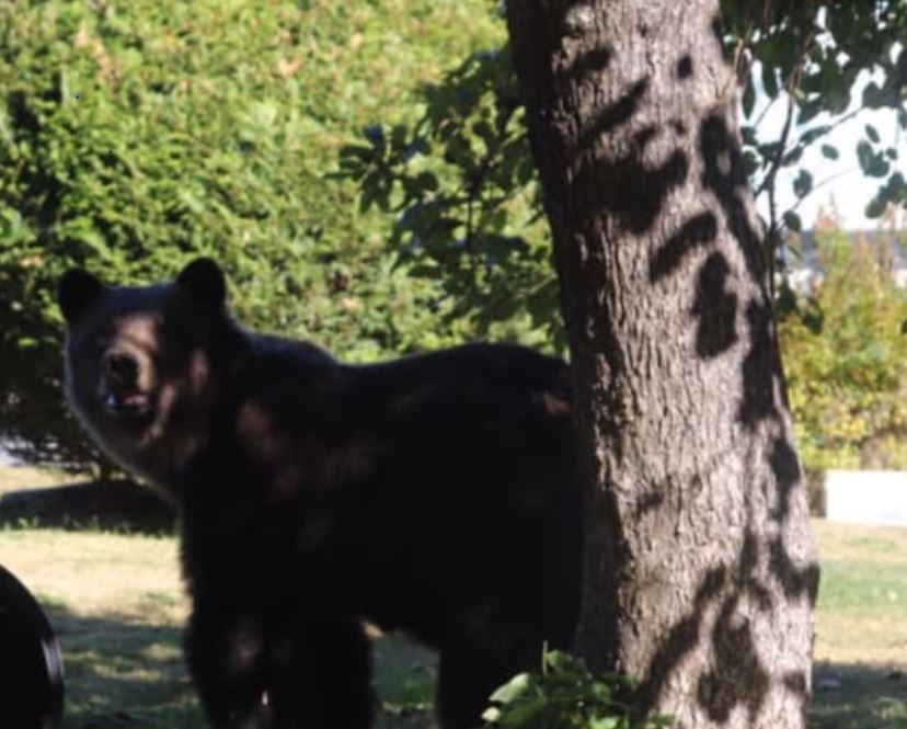 The B.C. Conservation Officer Service said the bear was found floating in the Squamish River on Aug. 10. 