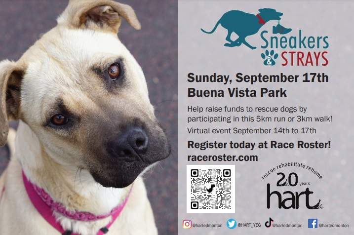 Sneakers and Strays Fun Run/Walk - image