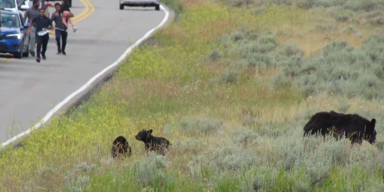 Tourists caught on cam running towards mother black bear, cubs in Yellowstone