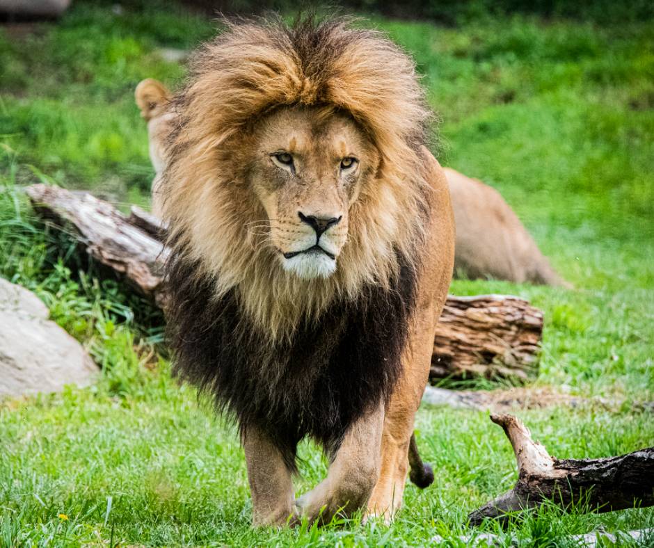 Aslan, a 12-year-old African lion at the Calgary Zoo, died July 31 following a veterinary exam.