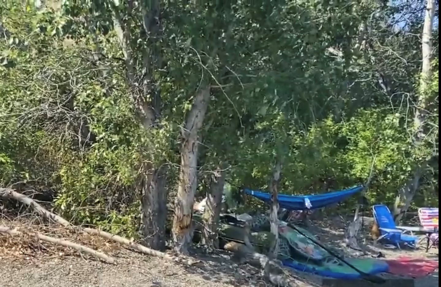 BC Parks investigating safety of Okanagan campground trees after child's death - Vimarsana News