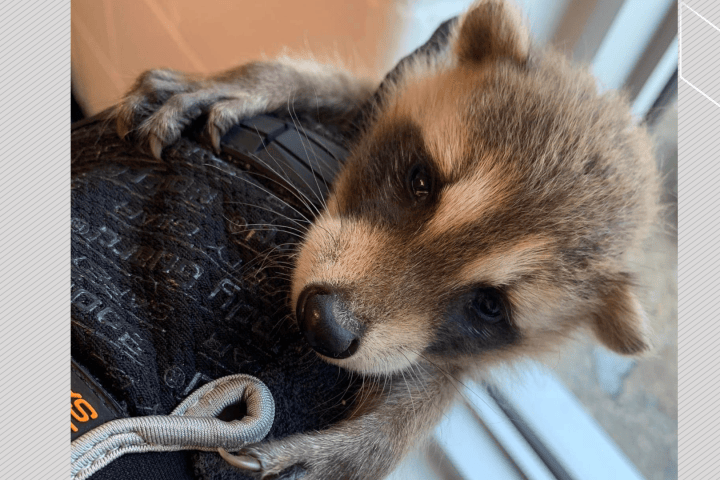 Ontario's largest raccoon rescue sanctuary clawing to stay open amid funding woes - Vimarsana News
